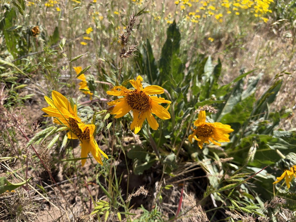 Wyethia angustifolia; photograph (c) Dee Shea Himes, some rights reserved (CC BY)
