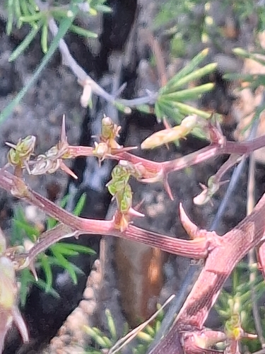 Asparagus lignosus, photograph 2