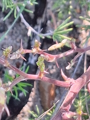 Asparagus lignosus, photograph (c) Adele SL, some rights reserved (CC BY)
