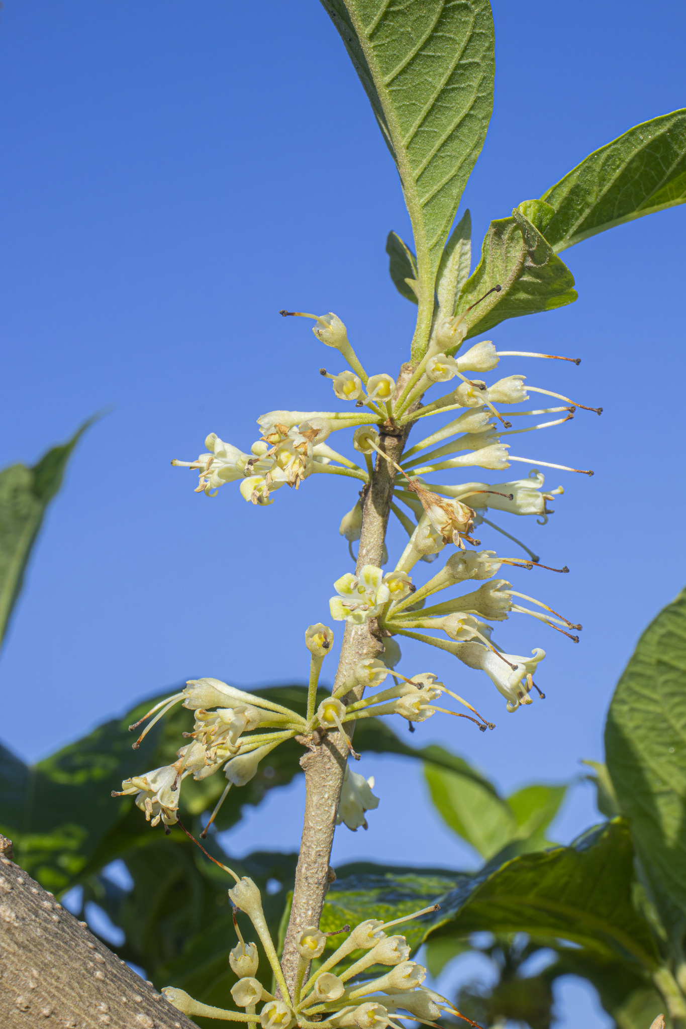 Iochroma arborescens