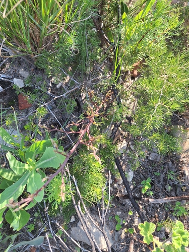 Asparagus lignosus, photograph 3