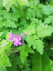 Geranium robertianum