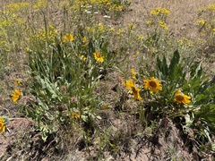 Wyethia angustifolia, photograph (c) Dee Shea Himes, some rights reserved (CC BY)