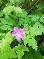 Geranium robertianum