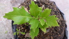 Smelophyllum