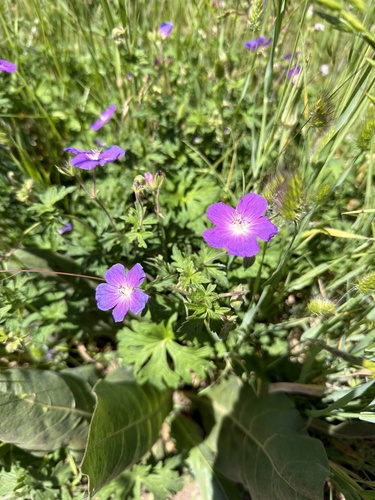 Geranium oreganum