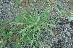 Centromadia parryi australis