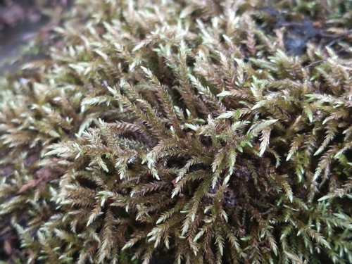 Brachythecium rivulare observed 2026-06-16