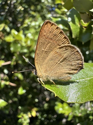 Golden Hairstreak photo 6