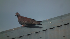 Columba guinea phaeonota