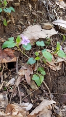 Viola rostrata