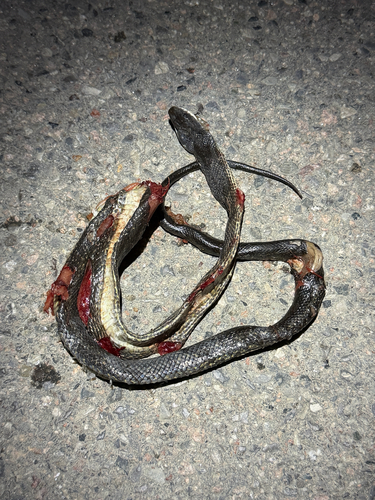 Western Ratsnake