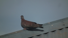 Columba guinea phaeonota