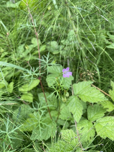 Longstalk cranesbill (Geranium columbinum)