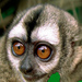 Night Monkeys - Photo (c) Corantioquia, some rights reserved (CC BY-NC-SA)