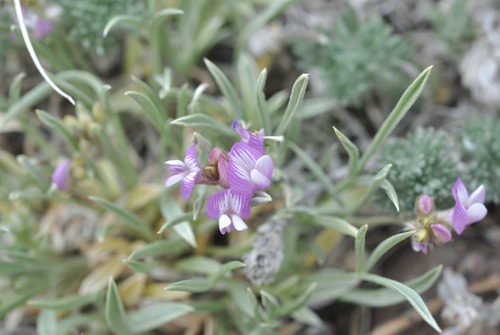 Astragalus spatulatus, photograph 6