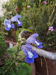 Salvia muirii