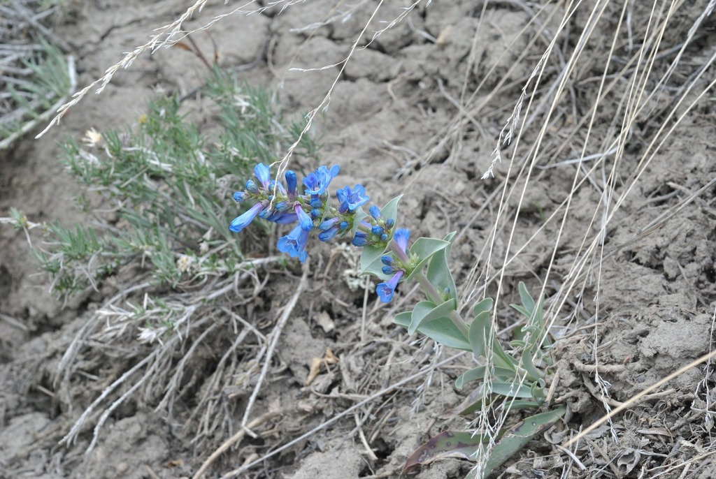 Penstemon nitidus; photograph (c) Alex, some rights reserved (CC BY-SA)