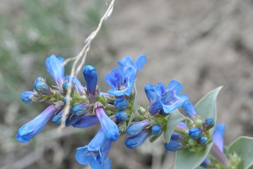 Penstemon nitidus, photograph 5