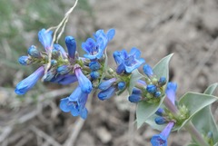 Penstemon nitidus, photograph (c) Alex, some rights reserved (CC BY-SA)