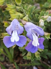Salvia muirii