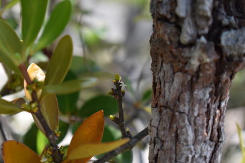 Hydnophytum observed 2026-06-19