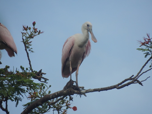 Roseate Spoonbill (Platalea ajaja)