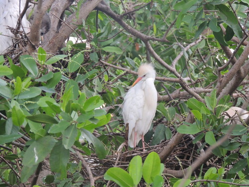 Western Cattle-Egret (Ardea ibis)