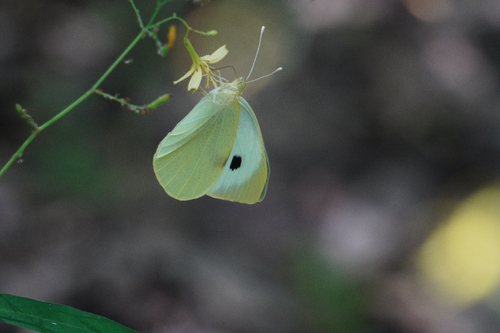 Large White
