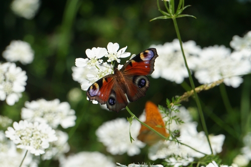 European Peacock Butterfly