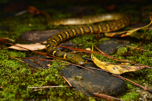 Opisthotropis cheni