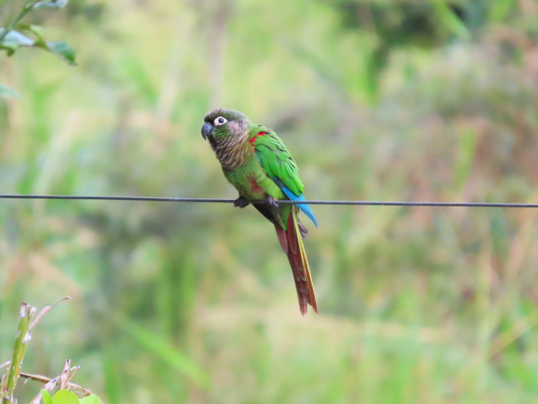 Blaze-winged Parakeet (Pyrrhura devillei), photo 3