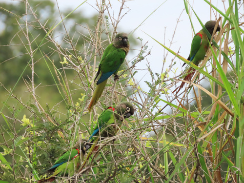 Blaze-winged Parakeet (Pyrrhura devillei), photo 4