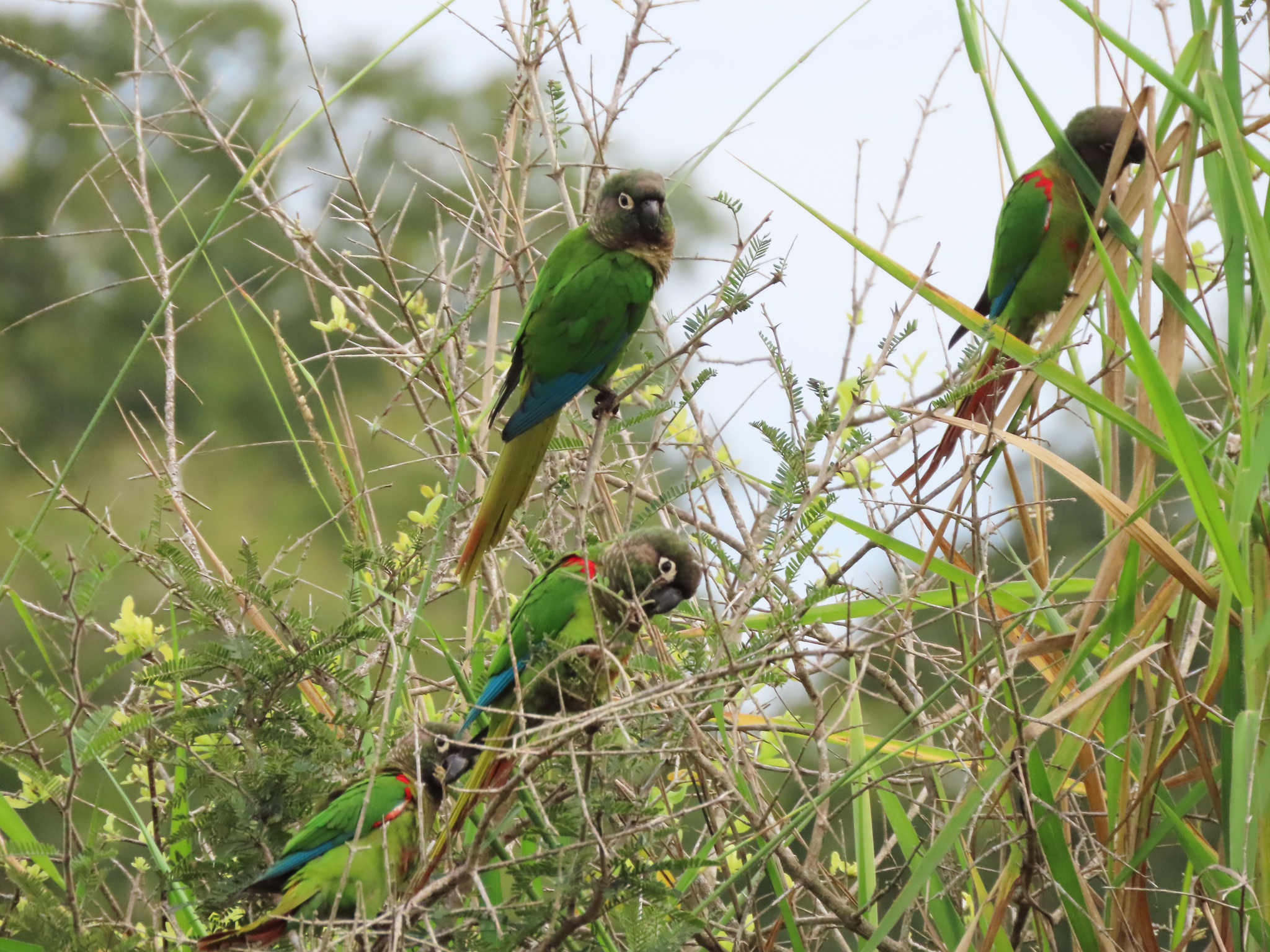 Blaze-winged Parakeet (Pyrrhura devillei), photo 4