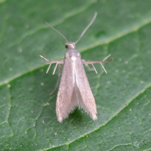 Schreckensteinia erythriella photo 3