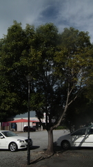 Cinnamomum camphora