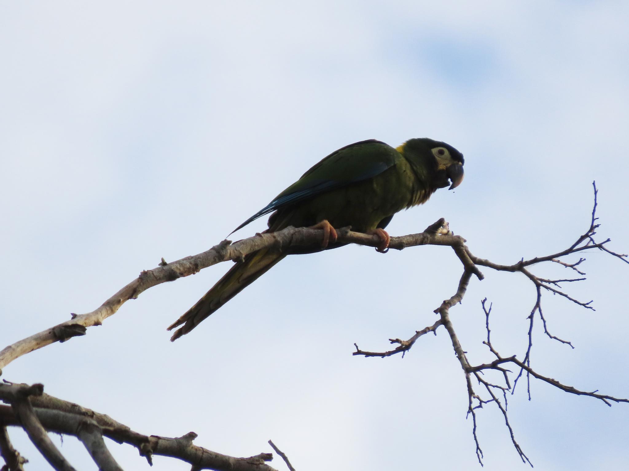 Golden-collared Macaw (Primolius auricollis), photo 8