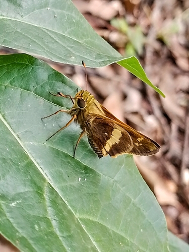 Mesogramma Skipper