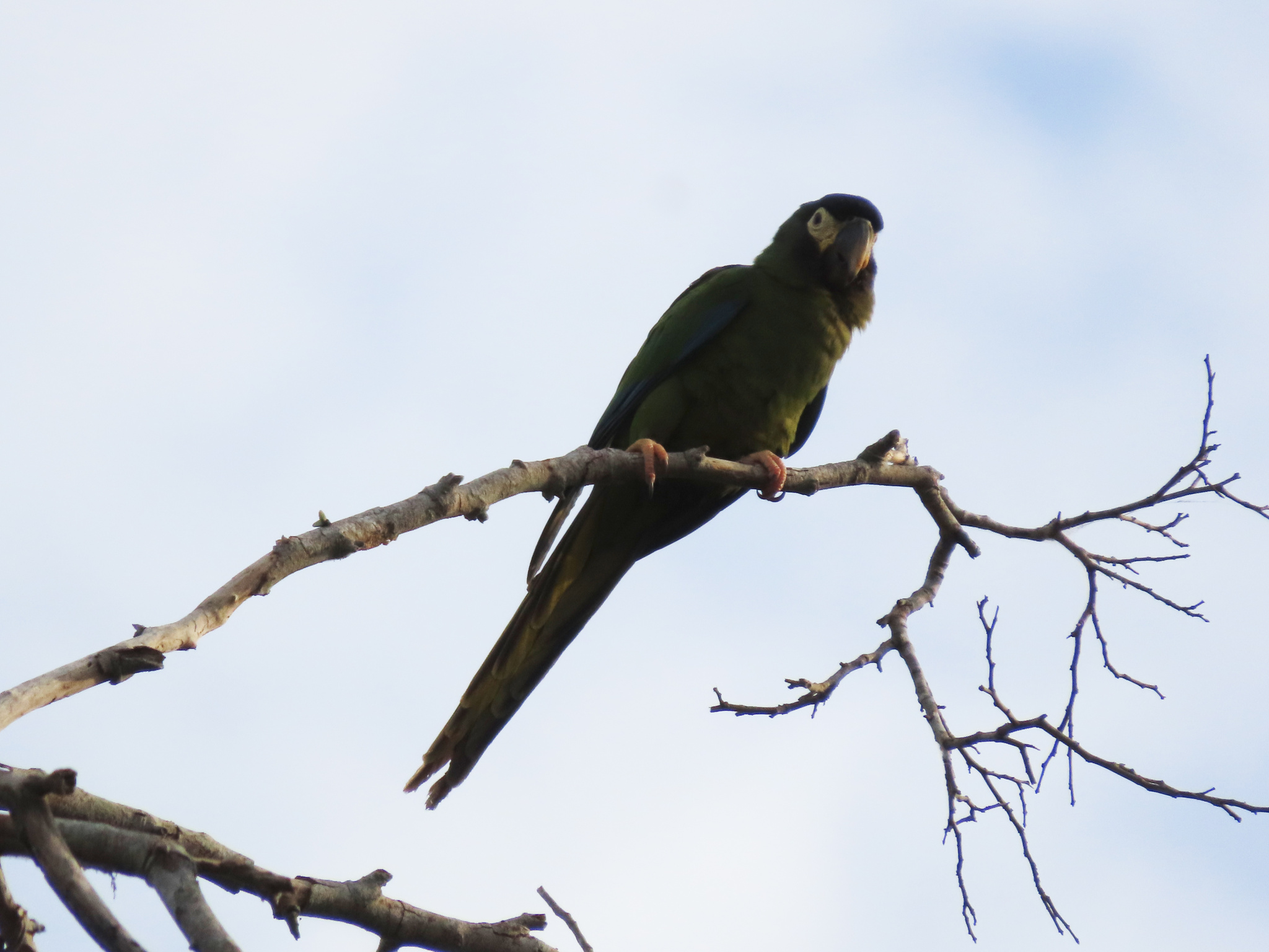 Golden-collared Macaw (Primolius auricollis), photo 9