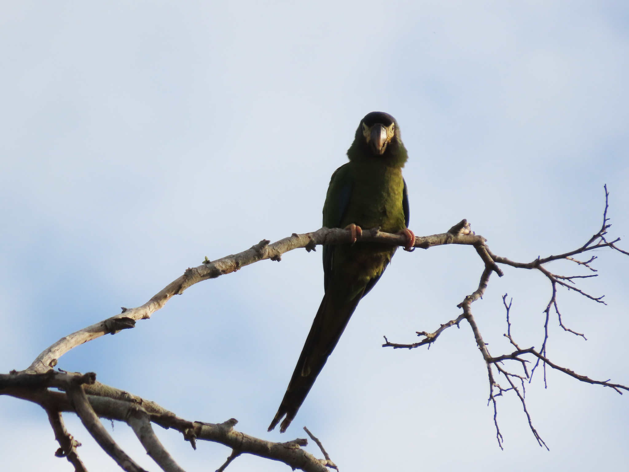 Golden-collared Macaw (Primolius auricollis), photo 10