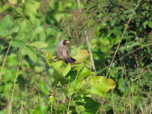 Black-throated Saltator (Saltatricula atricollis), photo 7