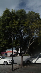 Cinnamomum camphora