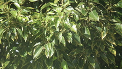 Cinnamomum camphora