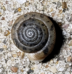 Polygyrinae