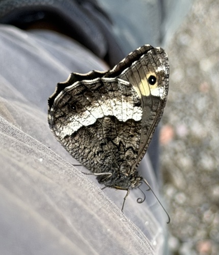 Woodland Grayling