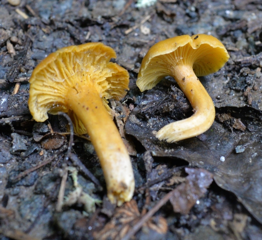 Appalachian Chanterelle · June 2026 · photo: Photo: (c) Ben Gruhot, some rights reserved (CC BY) · iNaturalist