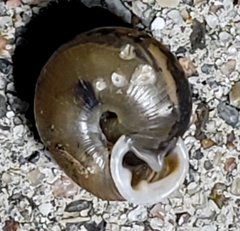 Polygyrinae
