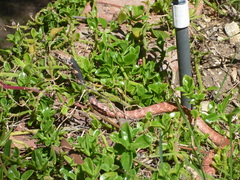 Masticophis flagellum piceus