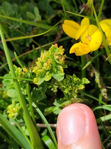 Aceria euaspis