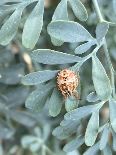 Red Shield Bug